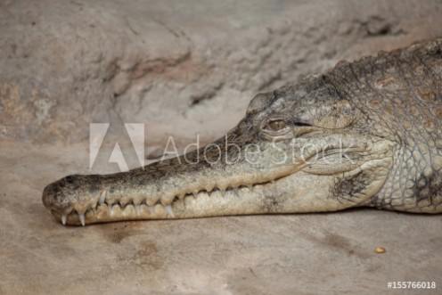 Picture of Slender-snouted crocodile Mecistops cataphractus